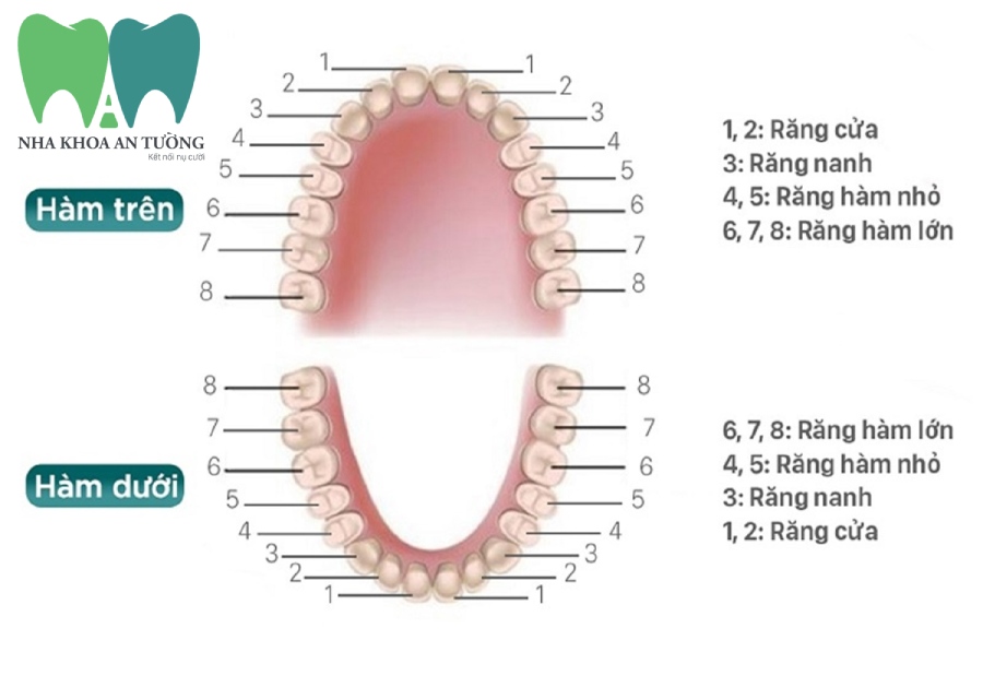 giải phẫu răng